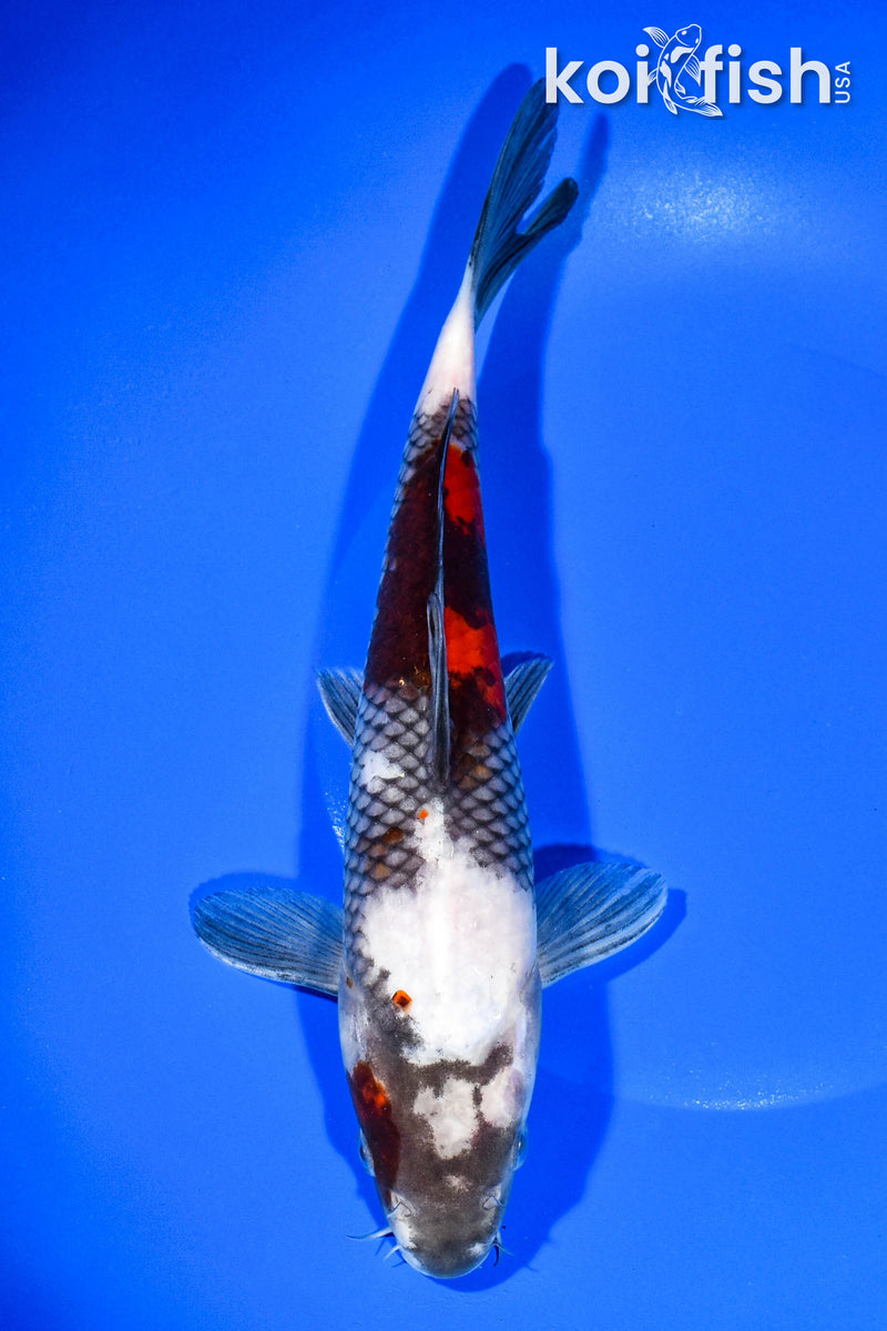 9.75" SHOWA