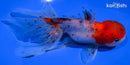 5" CALICO ORANDA GOLDFISH