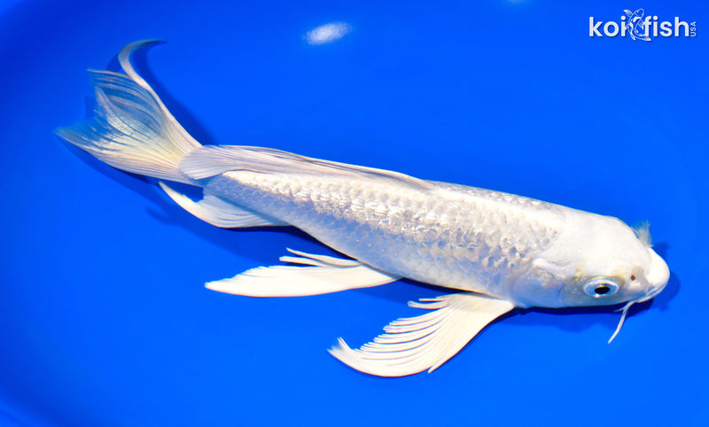 9.25" GINRIN PLATINUM OGON BUTTERFLY