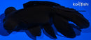 4.5" BLACK MOOR GOLDFISH