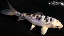 5.5" DOITSU GIN SHIRO BEKKO