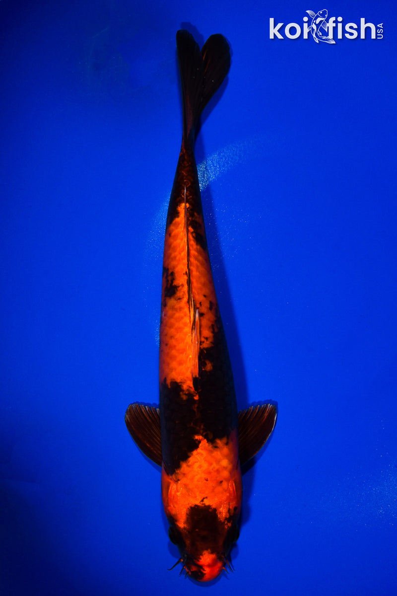 12.5" HI UTSURI