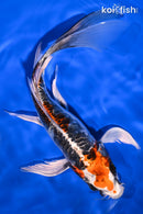 9.75" BENI KIKOKURYU BUTTERFLY