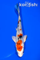 5.5" YAMATO NISHIKI