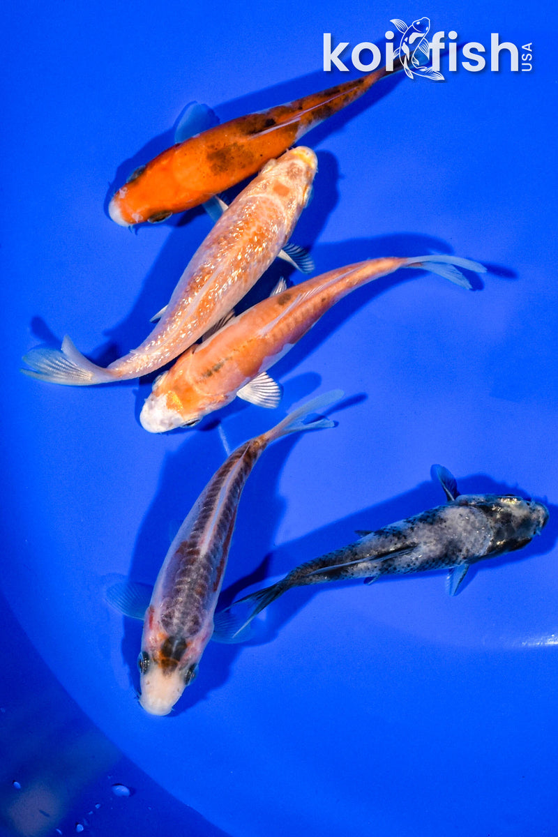 PACK OF (5) 3.5"-3.75" STANDARD KOI