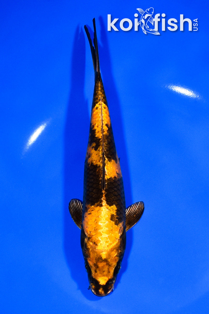 7.5" KIN KI UTSURI