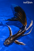 10.5" BENI KIKOKURYU BUTTERFLY