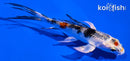 4" MARUTEN YAMATO NISHIKI BUTTERFLY