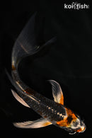 5.5" BENI GINGA BUTTERFLY