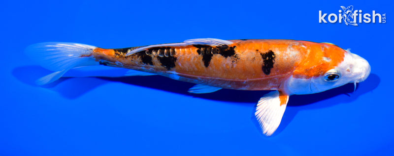 6.75" HEISEI NISHIKI