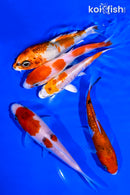 PACK OF (5) 4-5" STANDARD KOI
