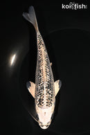 6.5" GINRIN GIN MATSUBA