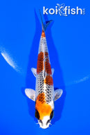 5.5" KUJAKU