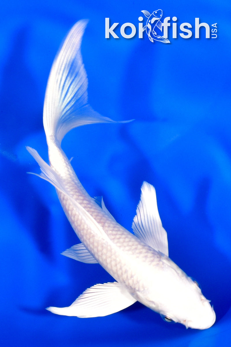 6" PLATINUM OGON BUTTERFLY