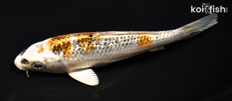6.75" GINRIN KUJAKU