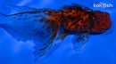 4.5" ORANDA GOLDFISH
