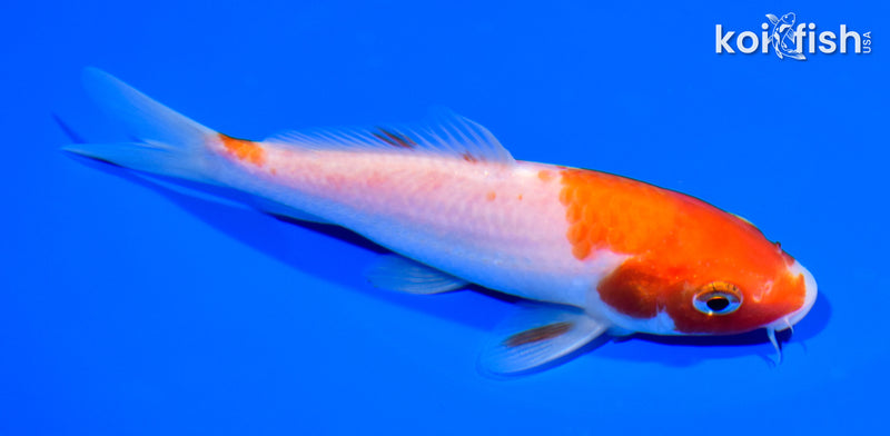 5.25" KOHAKU