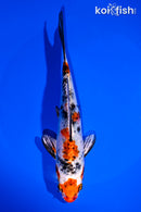 6.75" YAMATO NISHIKI