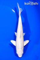 8.25" PLATINUM OGON