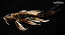 10" ARAGOKE BENI KIKOKURYU BUTTERFLY