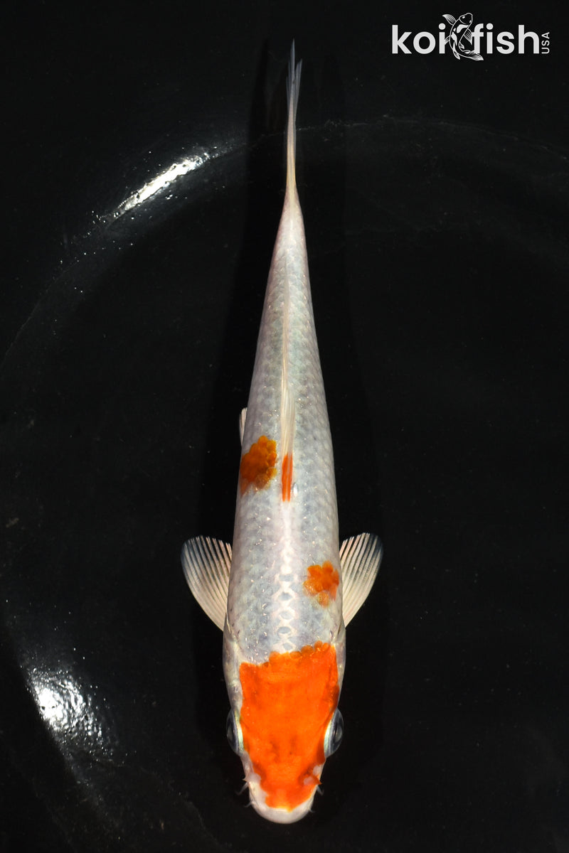 5.5" HARIWAKE