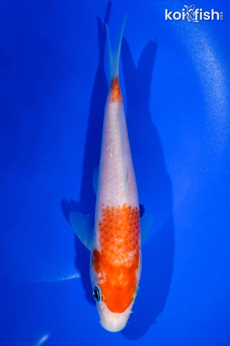 5.5" KOHAKU