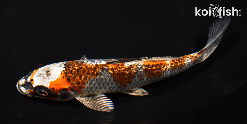 7" GINRIN BENI GINGA