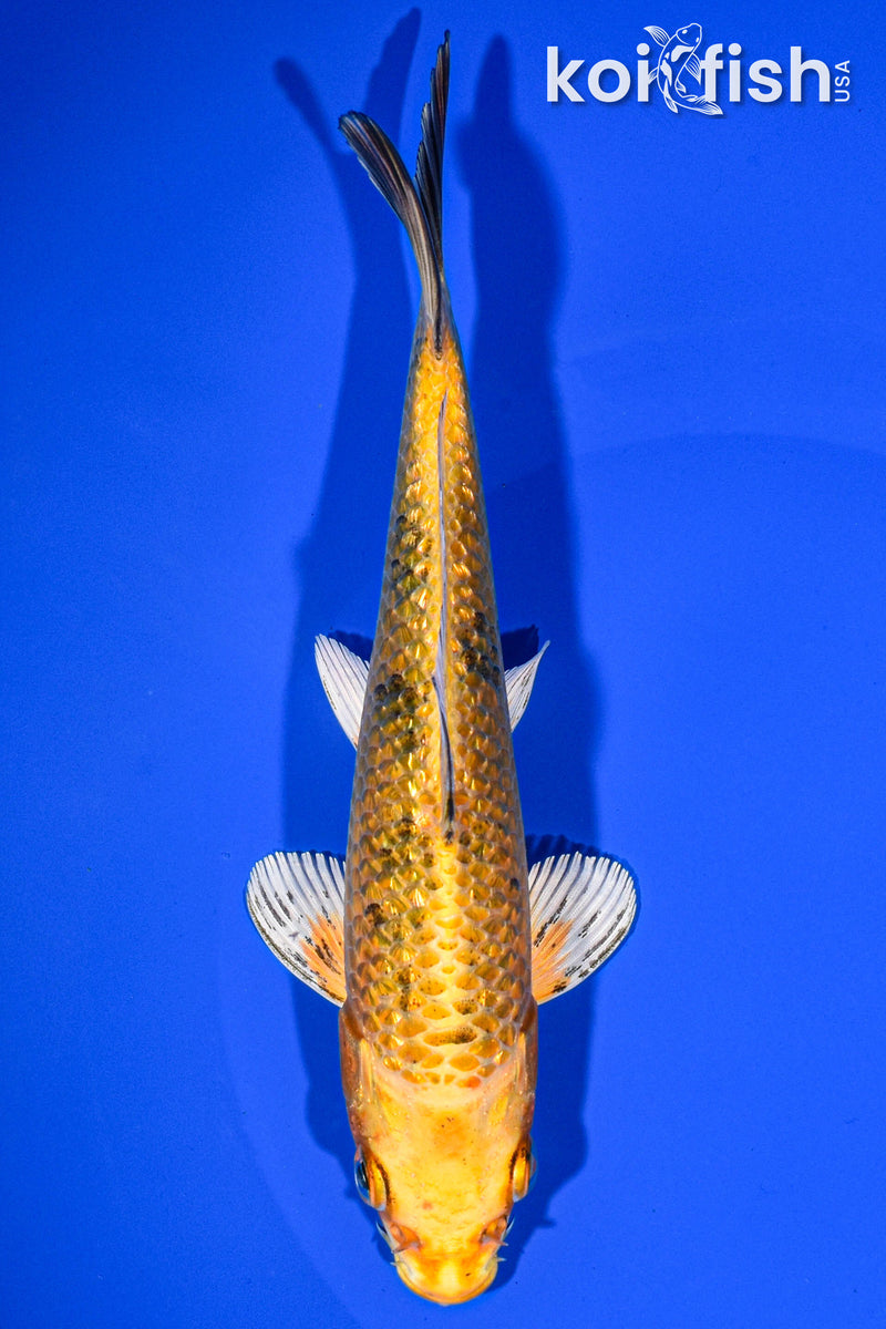6.5" KI MATSUBA