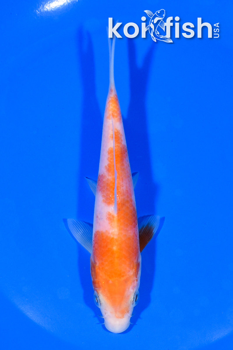5.25" KOHAKU