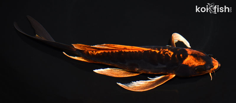 7.75" BENI KIKOKURYU BUTTERFLY