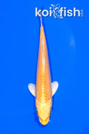 5.75" YAMABUKI OGON