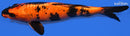 10.5" KIN HI UTSURI
