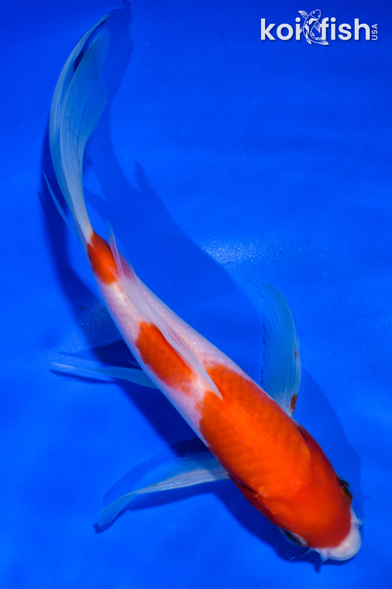 6.5" KOHAKU BUTTERFLY