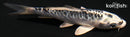4.25" KIKOKURYU