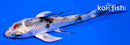 4" MARUTEN YAMATO NISHIKI BUTTERFLY