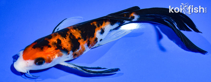 7" SANKE BUTTERFLY