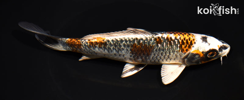 8.25" BENI GINGA
