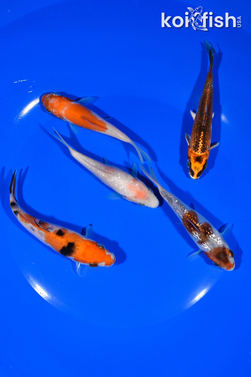 PACK OF (5) 3.5"-3.75" STANDARD KOI
