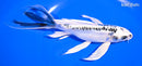 7.5" DOITSU GIN MATSUBA BUTTERFLY