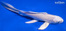 7" PLATINUM OGON BUTTERFLY