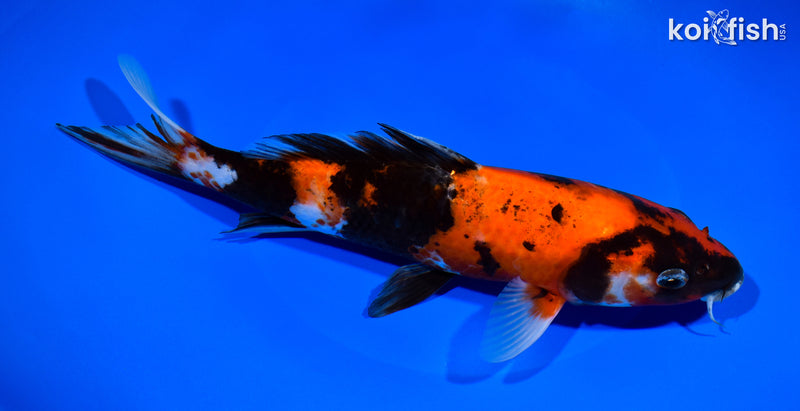 9.5" HI SHOWA