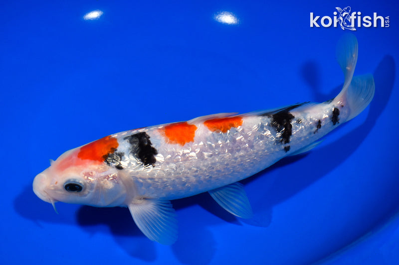 8.25" GINRIN MARUTEN SANKE