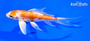 6" KIKUSUI BUTTERFLY