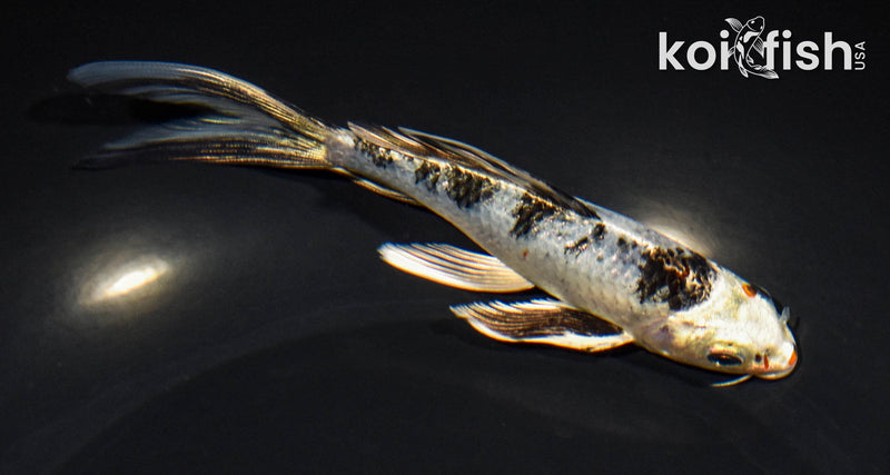 5.75" YAMATO NISHIKI BUTTERFLY