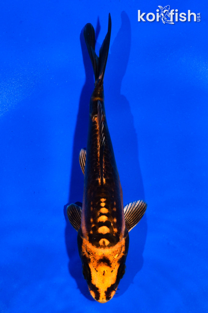 5.5" ARAGOK BENI KIKOKURYU