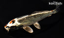6.5" BENI GINGA
