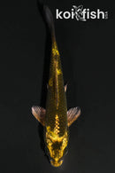 4.25" KIN KI UTSURI