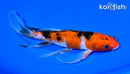 7.25" SANKE BUTTERFLY