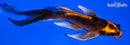 6.25" ARAGOKE BENI KIKOKURYU BUTTERFLY
