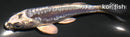 4.25" KIKOKURYU